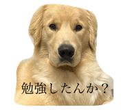 735404981