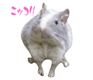 735405226