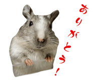735405231