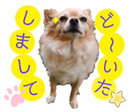 735442516