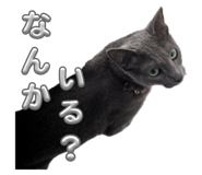 735453911