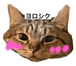 735511815