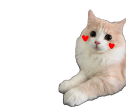 735537817