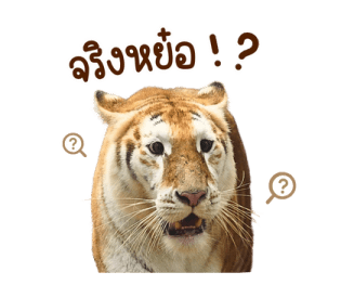 ลายที่ 5