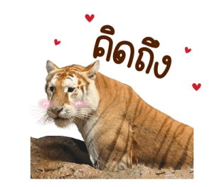 ลายที่ 7