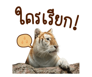 ลายที่ 9