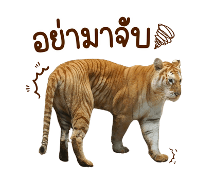 ลายที่ 9