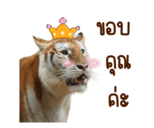 ลายที่ 23