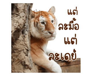 ลายที่ 25