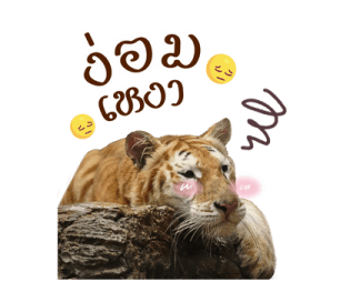 ลายที่ 27