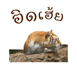 ลายที่ 31