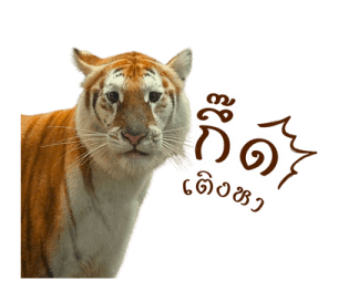 ลายที่ 35