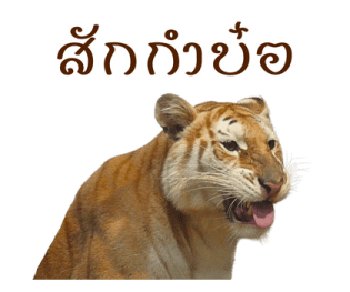 ลายที่ 37