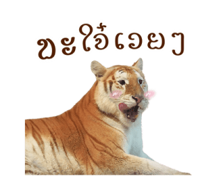 ลายที่ 41