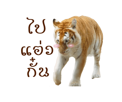 ลายที่ 24