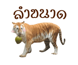 ลายที่ 53