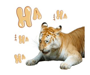 ลายที่ 65