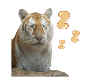 ลายที่ 69