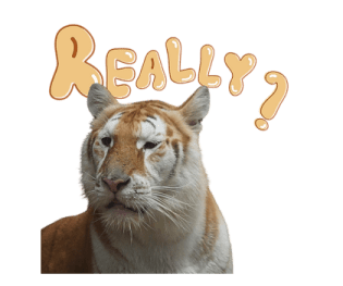 ลายที่ 71