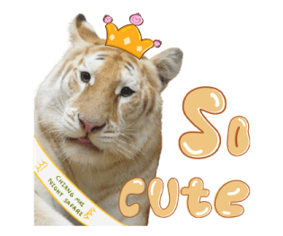 ลายที่ 77