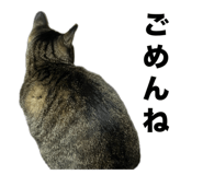 735560523