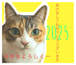 735681081