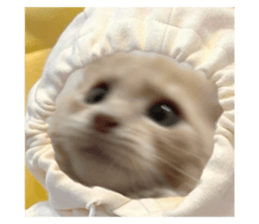 735709583
