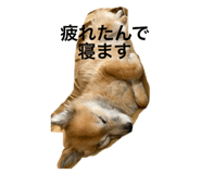 735806871