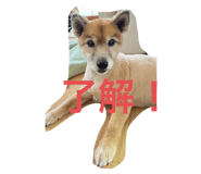 735806877