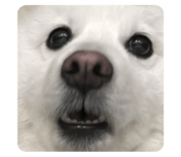 736058806