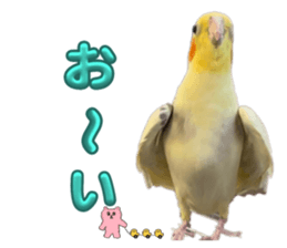 736267807