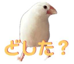 736391832