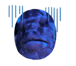 736405029
