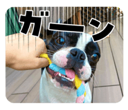736437556