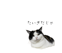 736526197
