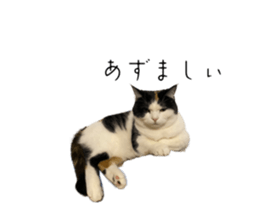 736526199