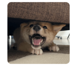 736536657