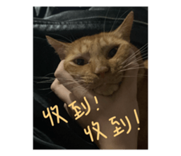 736539031
