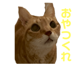 736561446