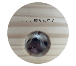 736562369