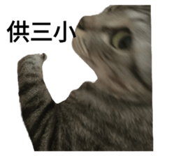 736674253