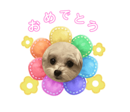 736677434