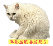 736686082