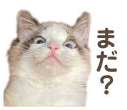 736688559