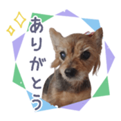 736753229