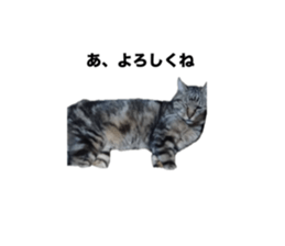 736857943