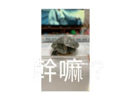 736871070