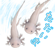 736995485