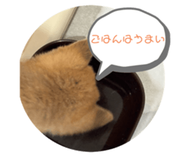 737063526