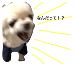 73729381